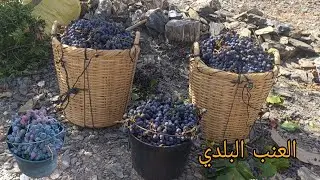 شهيدو خيرات الله جني العنب البلدي في واد غيس إقليم الحسيمة #أغز_اغيس