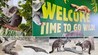 Koalas, Kangaroos, Crocs and more! WILD LIFE Sydney Zoo Tour | Iconic Aussie Animal Encounters