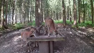 Koziorożce BergTierPark Blindham