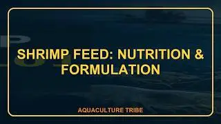 Shrimp Feed 101: The basics you need to know