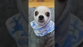 Una paloma blanca #tiktokviral #yodajjeom #unapalomablanca