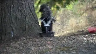 Skunk Drinking Water on a Hot Day