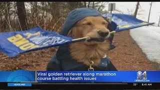 Boston Marathon Favorite Spencer The Dog Undergoes Surgery