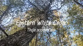 Eastern White Cedar | Trees of New Brunswick