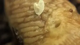 slug pneumostome