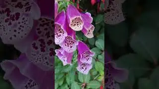 Bright Purple Foxglove Flowers. #foxglove #flowers #garden #shorts
