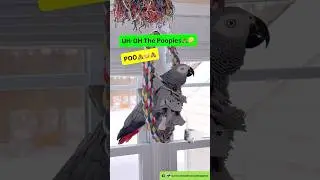 Symon says: Sometimes I like to announce my💩🤭🧻Please Subscribe❤️#funnyparrot #birds #cag #pets