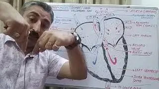 Class 10th, chapter 6,human heart( structure and how it works )