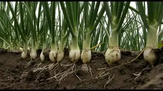 One-on-One With Ghana&rsquo;s Best Onion Farmer #agoofm #agoonews #agootrend #newsalert #eibnetwork