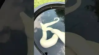 How Burmese Pythons Behave in the Wild Compared to Captivity