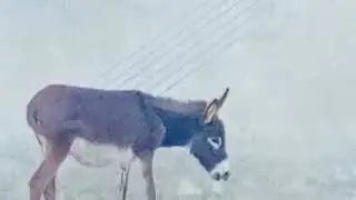 Donkey mating #funny #@TheGlobalAnimalsWorld #wildlife #donkey #meeting 