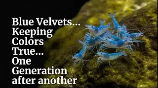Blue Velvet Shrimp ~ Keeping Colors Real