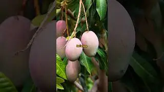 Grow Mango Tree Using This Surprising Trick!🔥