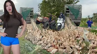 Pov Life - My Daily Life Herding Ducks Getting on and off trucks and boats every day