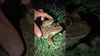 Catch frog for fun hahaha | Catching Funny Frog | Viral funny comedy Fun | Frogs Funny