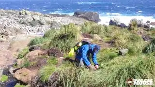 Mouse Monitoring: Tracking Tunnels and Conservation Dogs