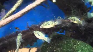 american flag fish feeding frenzy