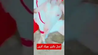 Nasli Bakri 🐐 | Funny Goat Talk | #mychannel #helpmegrow #comedy