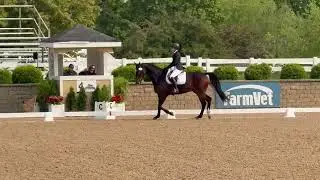 Training Level T1, HITS Chicago, personal horse, 2015 KWPN gelding