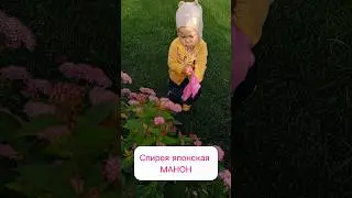 Спирея японская Манон #рекомендации #природа #цветы #garden