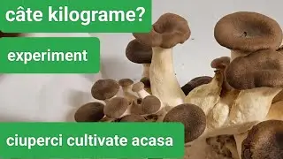 Ciuperci cultivate acasa