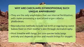 Why Are Caecilians (Gymnophiona) Such Unique Amphibians? - Reptilian Wonders