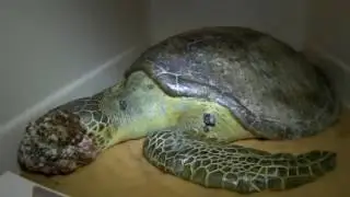 Sea turtle with tumor rescued