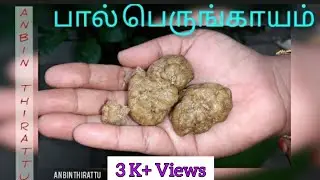 Perungayam | Pal perungayam | Pal perungayam | Perungayam | Asafoetida | Asafoetida benefits |