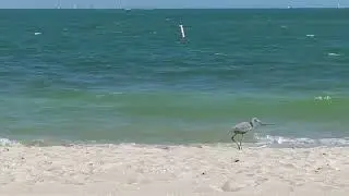 Beautiful Day on Sanibel with the Ocean Birds and Sweet Salty Air