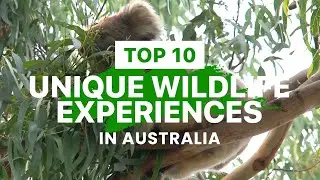 Top 10 Australian Wildlife Encounters | Crocodiles, Kangaroos and Koalas + more!