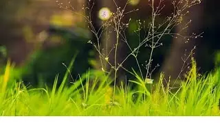 Nature's Video  No Copyright Video Nature'|No Copyright Video|Natural Video Nature' video