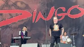 Dingo - Jokainen aamu