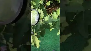 Magnifying glass 🔎 VS Leaf 🍁