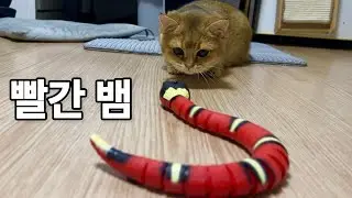 고양이 vs 뱀