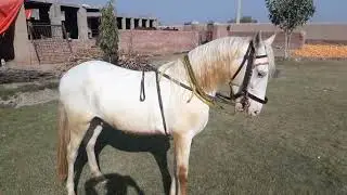 Nukra Horse Breed #nature #horse #whitehorse #nukra