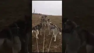 Mushing,siberian husky,Nordictass