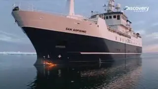 Colossal Squid Discovery