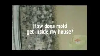 Want to Mold Free Home for Healthy Living in Irvine CA