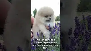When dogs and cats cross over the Rainbow Bridge