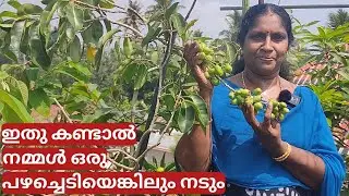 ടെറസ്സിലെ പഴച്ചെടികൾ | Fruit plants on my terrace | Part 2 | Malayalam
