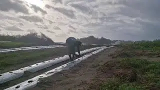 SMART FARMER PLANTS WATERMELON SEEDS IN SANDY LAND WITH BARE HANDS! - Agriculture Farming
