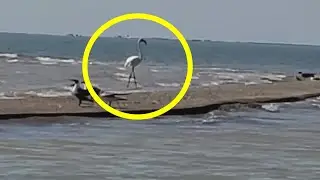 The Absurd Mystery of Flamingo No. 492
