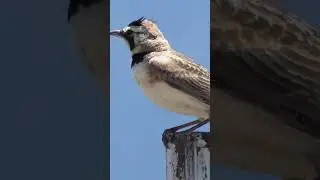 The Horned Lark 🐧