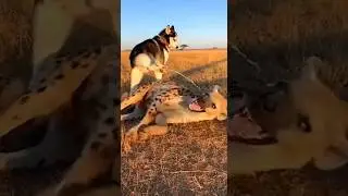 The Husky Made a Huge Mistake&hellip; and the Hyena Took It Personally 🐺💀