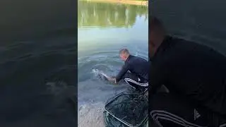 Sturgeon release 😍. #shorts #shortvideo #shortsyoutube #fish #steur #vissen #fishing