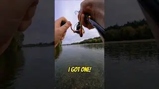 This brown trout had places to be... 🐟💨😅 #shorts