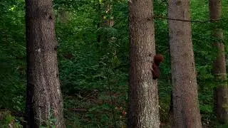 Squirrel on the hunt