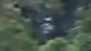 Bigfoot  filmed on Sumatra