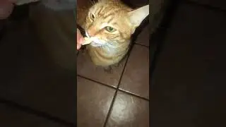 Cat eating potato chip