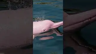 Amazon River Dolphin also known as the pink river dolphin. #nature #dolphin